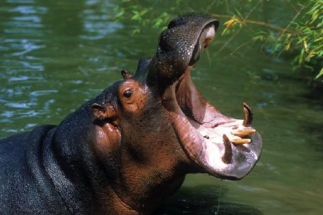 Pensionato milanese  ucciso da un ippopotamo in Kenya
