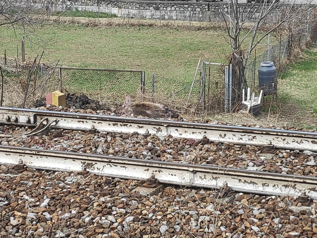 Cervo investito dal treno sulla Tirano-Milano: ritardi e possibili cancellazioni