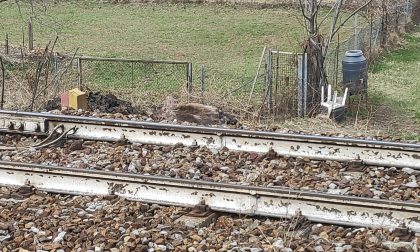 Cervo investito dal treno sulla Tirano-Milano: ritardi e possibili cancellazioni