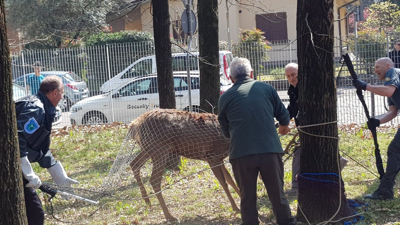 Incredibile cattura di un cervo in un parco pubblico VIDEO