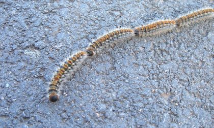 Torna il problema della processionaria: avvistata in diverse zone in Brianza