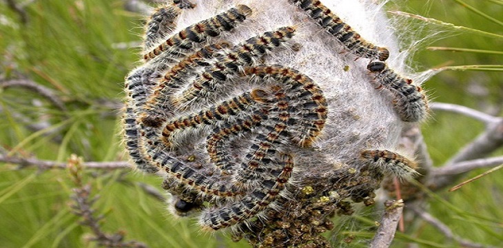 A Ornago chiude il parco di via Verri per combattere la processionaria