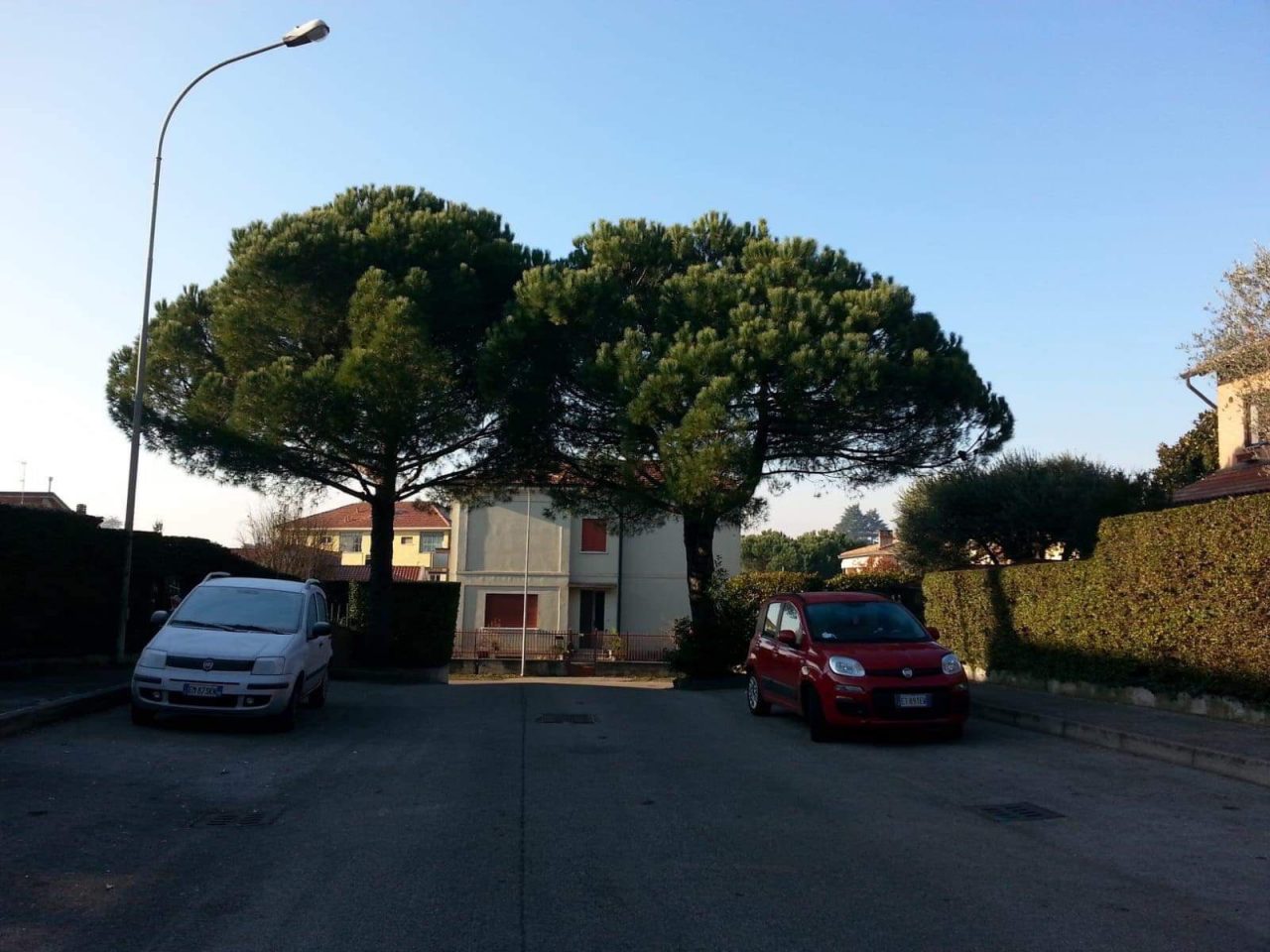 Comitato e Legambiente: non abbattete quei sedici pini