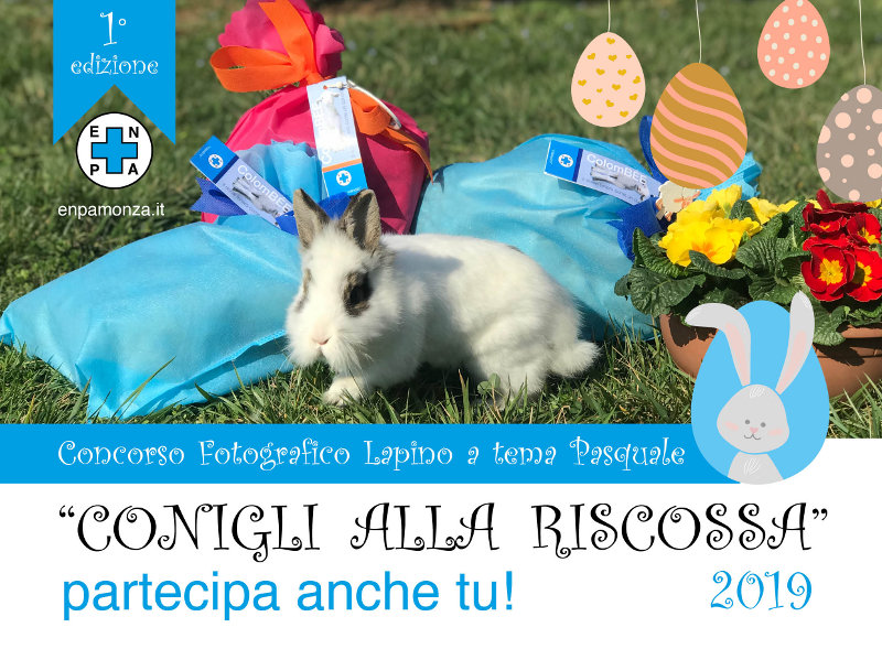 Conigli alla riscossa con l’Enpa Monza e Brianza