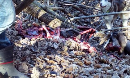 Mistero sulla carcassa di un capretto ritrovata nel parco del "Rio Pegorino"