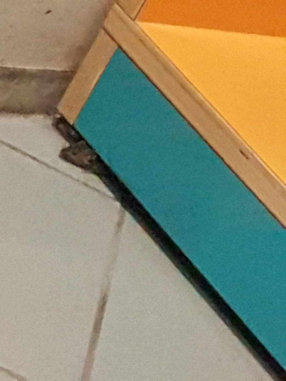 Spunta un topolino in Consiglio comunale