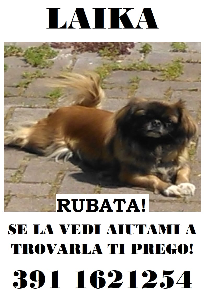 Si fingono volontarie Enpa e gli rubano il cane