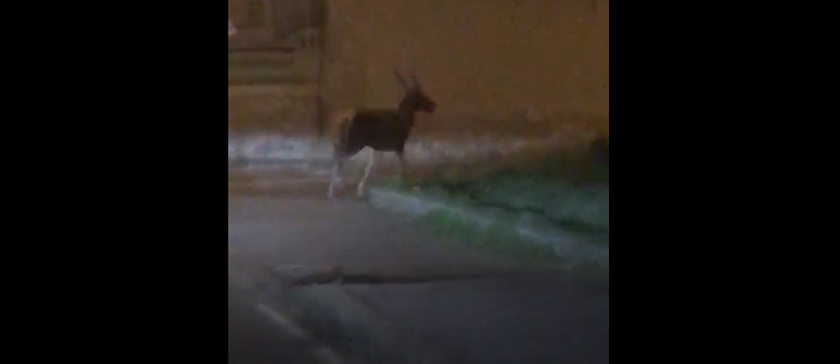 Cervo a spasso a Biassono