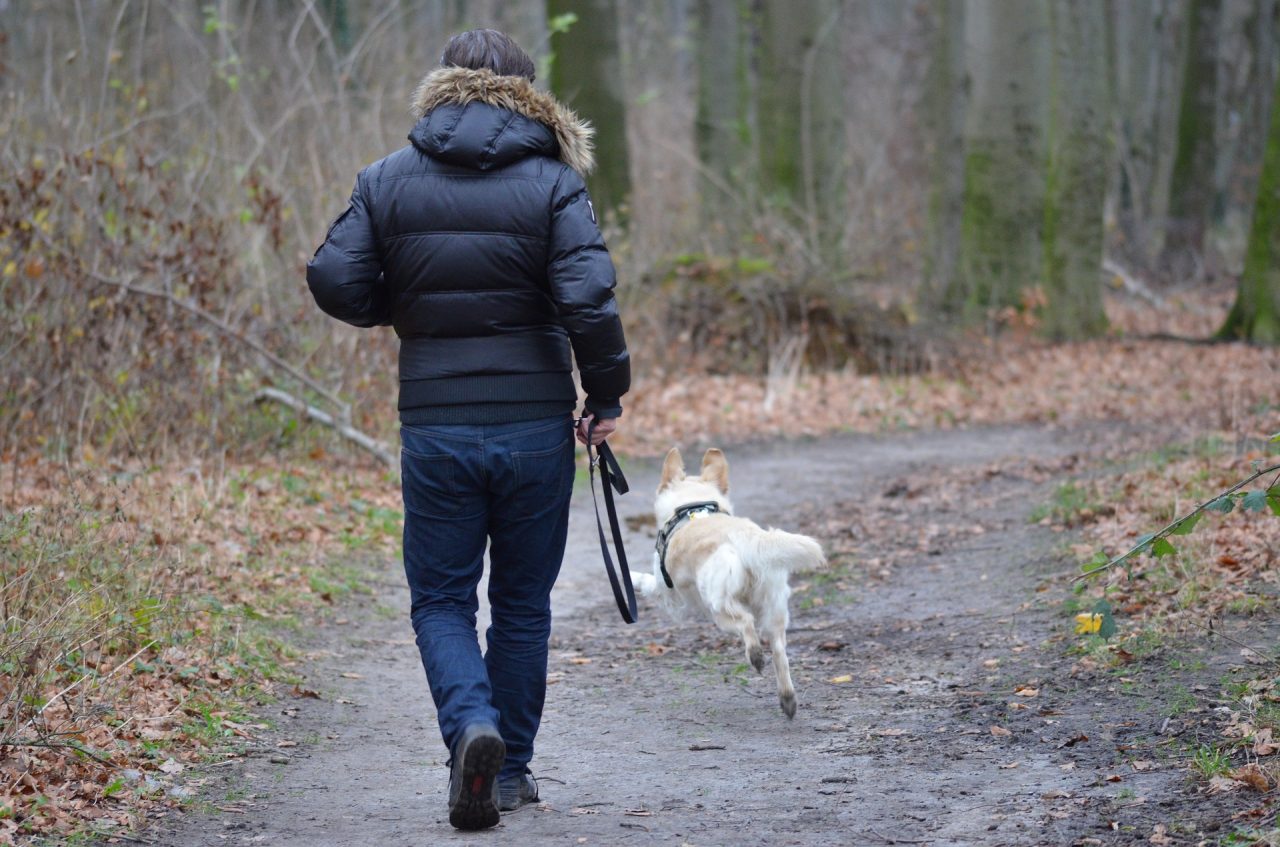 Cani liberi, giro di vite della Locale contro i padroni