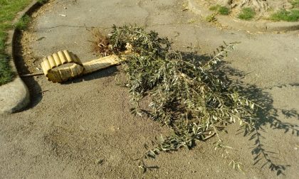 Vandali sradicano l'ulivo della pace