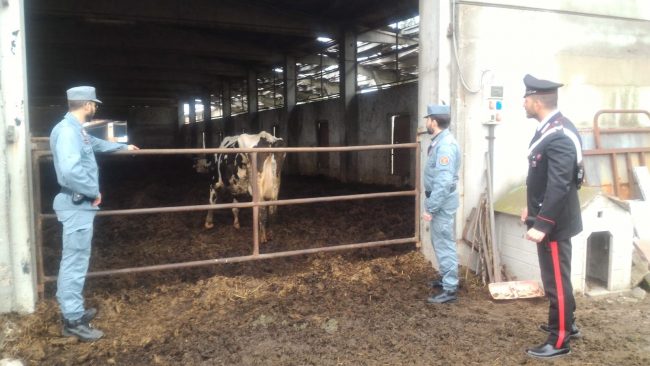 Sequestrate dai carabinieri le mucche di Cassina de’ Pecchi FOTO