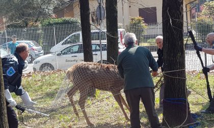 Catturato nel parco giochi, cervo muore di crepacuore