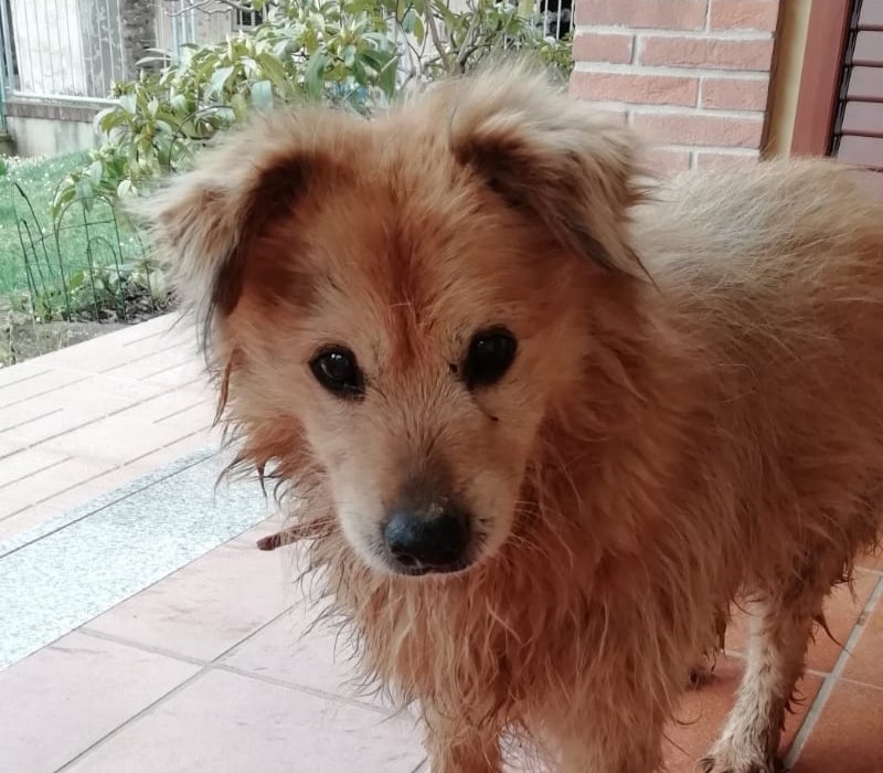 Correzzana, Rex è ritornato tra le braccia dei suoi padroni