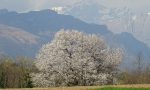 Il ciliegio di Besana è in piena fioritura FOTO