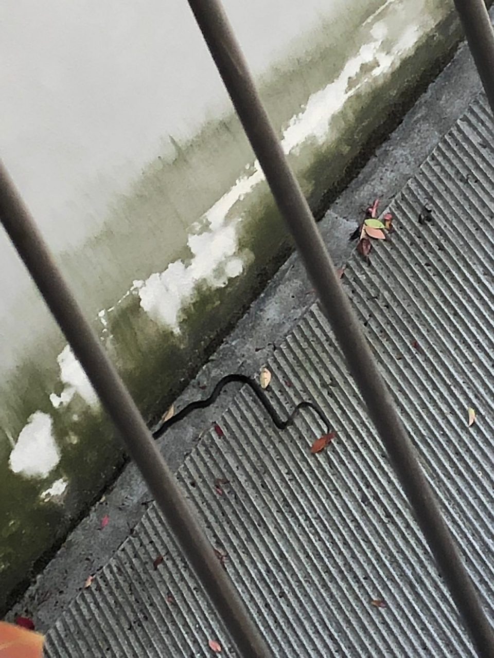 Paura a Lesmo, i vigili catturano una biscia d’acqua dolce