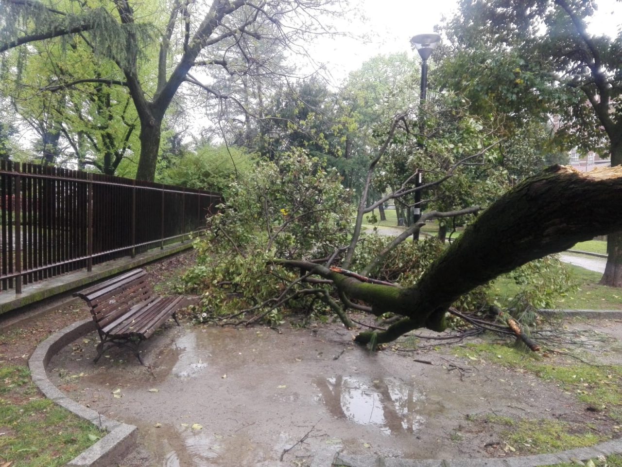 Forte vento, l’albero è caduto e la panchina è inutilizzabile FOTO