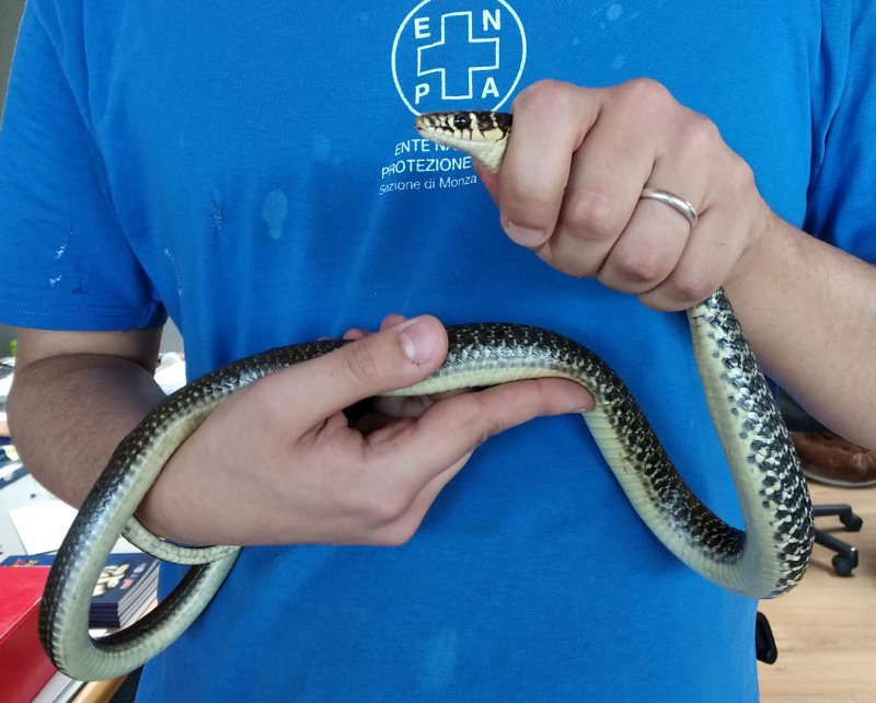 Catturato un serpente in un box a Brugherio FOTO