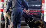 Carate Brianza, controlli a scuola con i cani antidroga