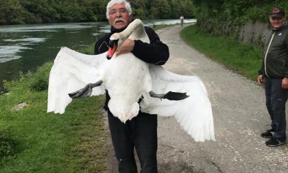 Pescatore salva papà cigno da un rivale