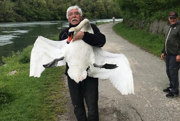 Pescatore salva papà cigno da un rivale