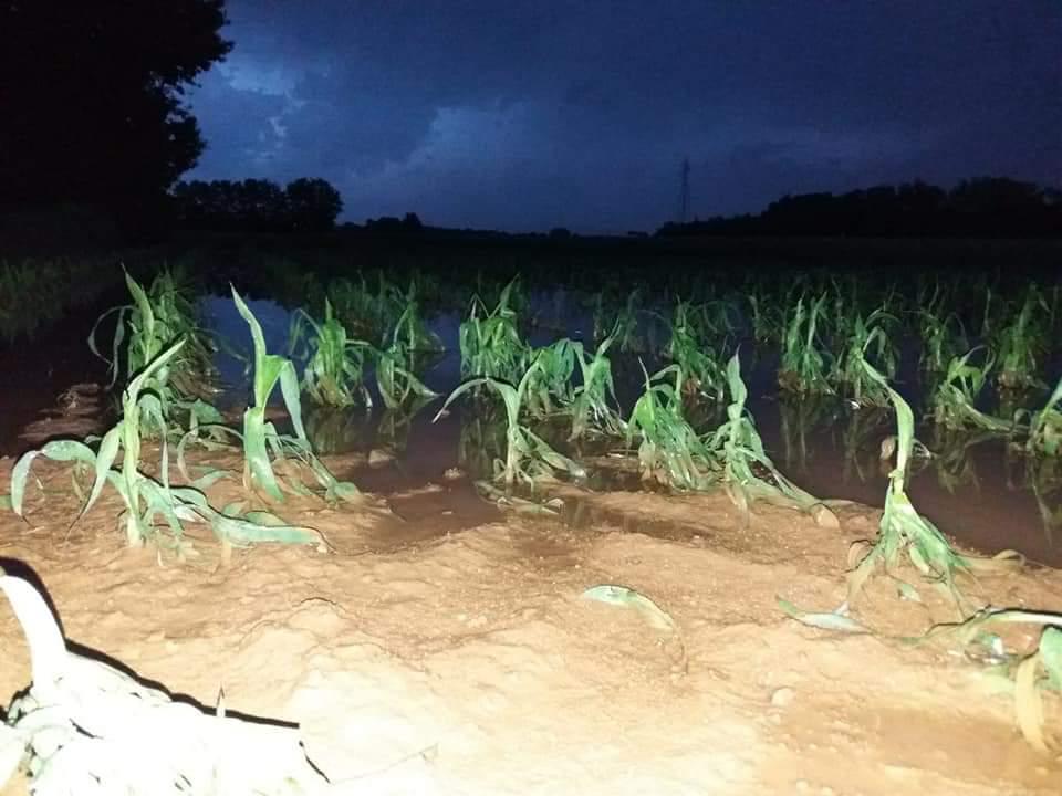 Grandine in Brianza: danni all’agricoltura ne Vimercatese FOTO