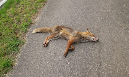 Due volpi trovate morte: investite o avvelenate? FOTO