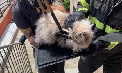 Cade dal balcone e resta infilzato nella recinzione: gatto salvato dai Vigili del fuoco
