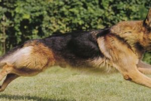 Cane libero, offese e minacce agli agenti: denunciati