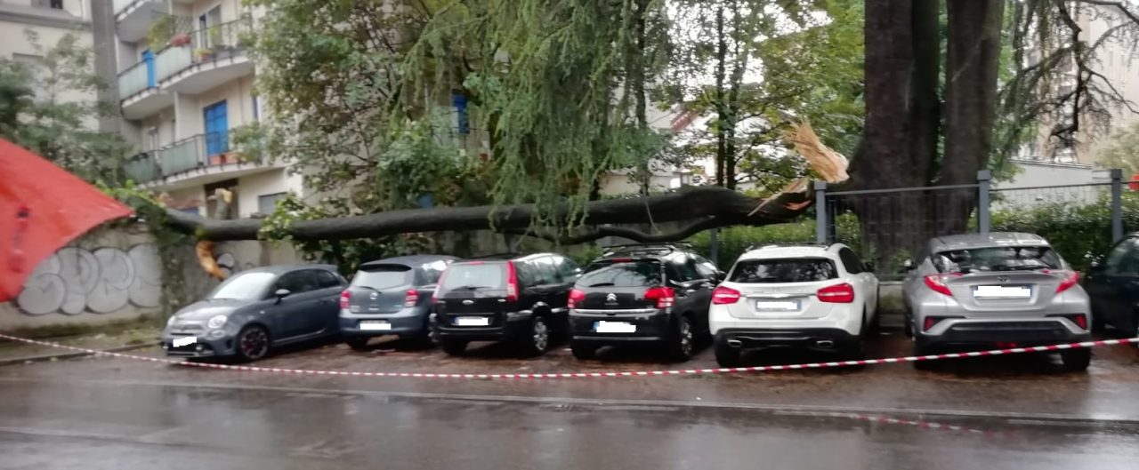 Maltempo: tagliato albero pericolante di fianco alla scuola