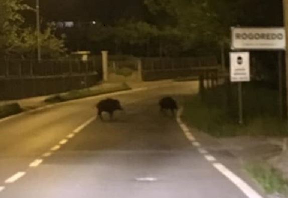Avvistati dei cinghiali nel Casatese