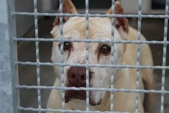 Kira ha un tumore al cervello: “Non può morire in un canile”