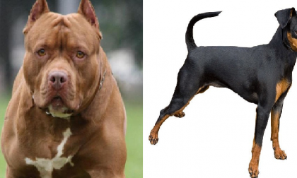 Lite tra cani in casa: pitbull uccide piccolo pinscher