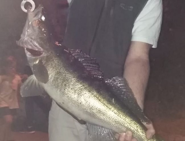 Pesce da record emerge dal fiume Adda: catturato da un professore