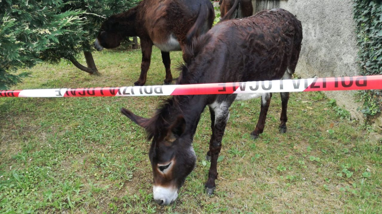 Asinelli scappano dal recinto: riconsegnati grazie alla Polizia locale