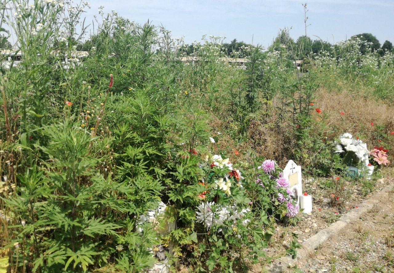 Giungla in cimitero ma il Comune promette di intervenire FOTO