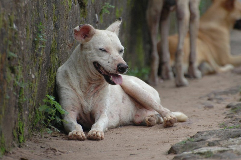 Enpa in piazza contro l’abbandono degli animali