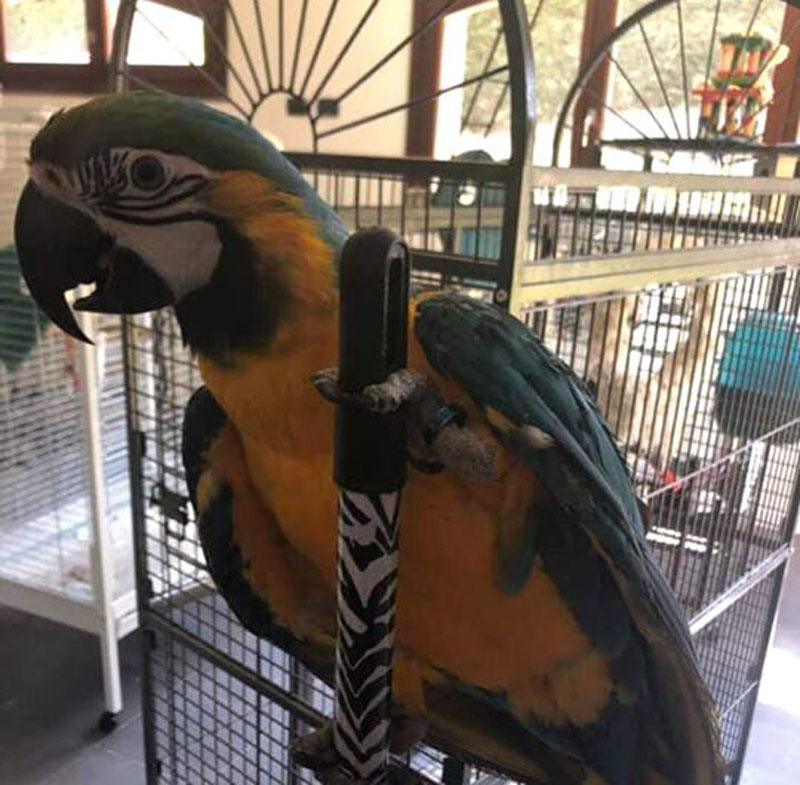 Sparita da Bernareggio Camilla, pappagallo Ara