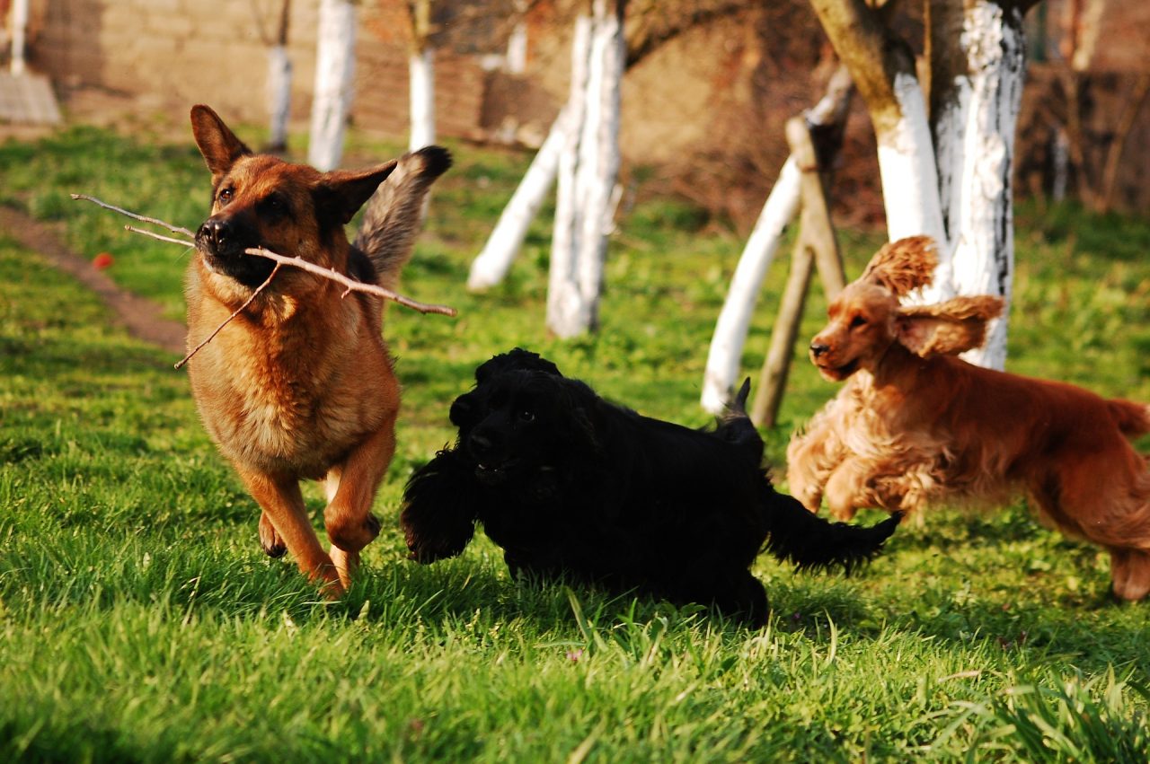 In partenza a maggio un corso di formazione per proprietari di cani
