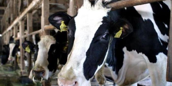 L’erba del parco diventa foraggio per le mucche da latte