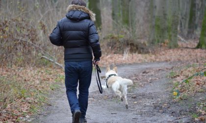 Pitbull aggredisce cane che poi muore: città indignata