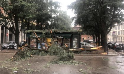 Albero crolla sull'edicola di piazza Carducci FOTO