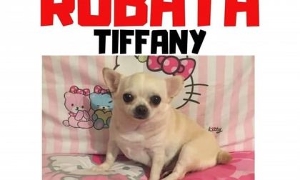 Cane ucciso e chiuso in un sacchetto: "Giustizia per Tiffany"