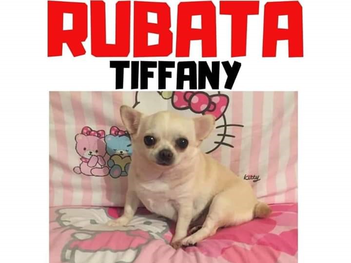 Cane rubato dalla macchina: appello per ritrovare “Tiffany”
