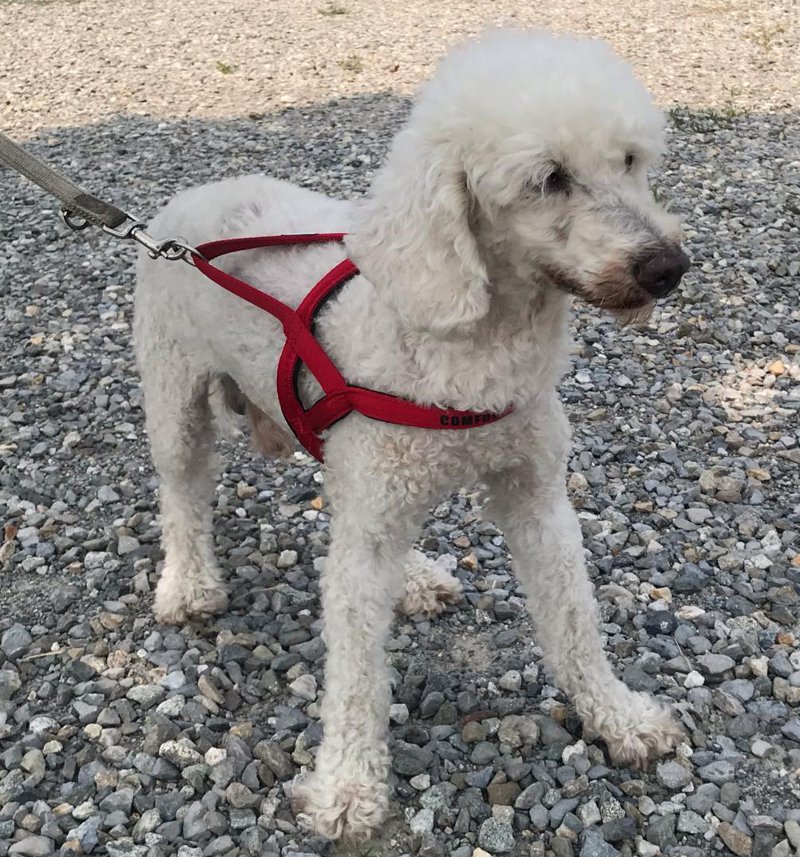 Con l’Enpa alla scoperta dei cani attraverso le caratteristiche di razza FOTO
