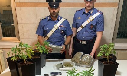 Piantine di marijuana sul balcone: arrestato un 37enne