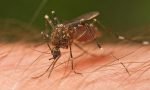 Lotta alle zanzare, a Vimercate in programma 12 interventi larvicidi fino ad ottobre