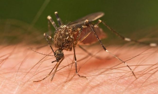 Zanzare e virus emergenti: se ne parla a maggio con ATS Brianza