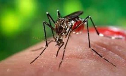 Dengue in Brianza, a Lesmo scatta la disinfestazione preventiva