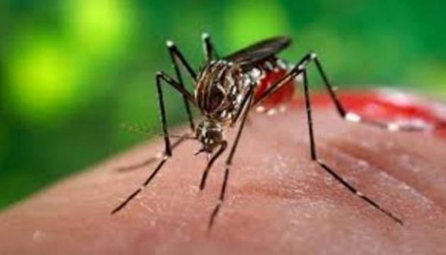 Caso sospetto di Chikungunya, annullata la disinfestazione