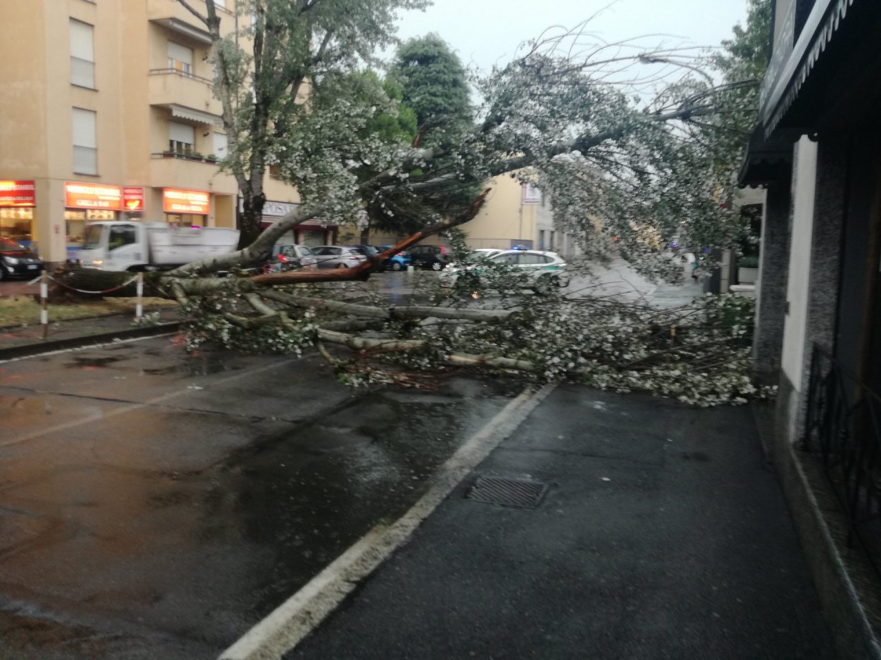 albero